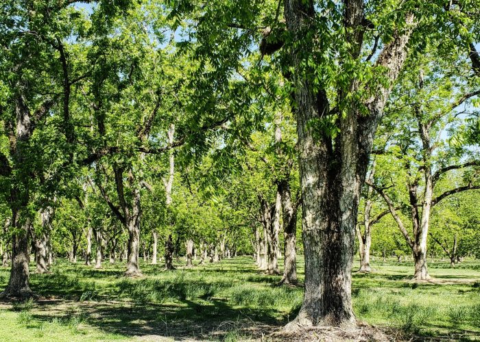 pecan-trees-leafing-out-in-the-springtime-in-south-YBW7X97